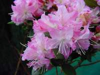 rhodo anna_baldseifen.JPG